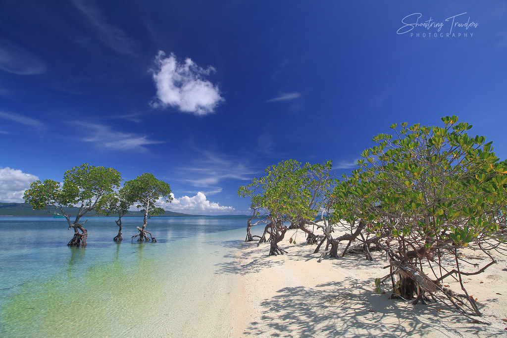Mangrove forests of Alibijaban