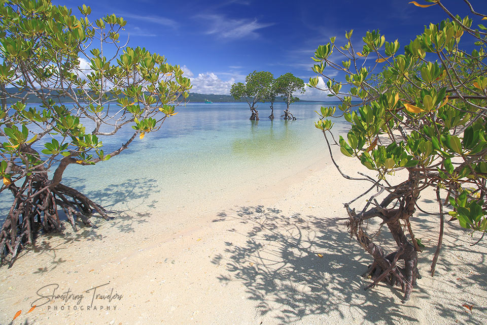 Mangrove forest view 1
